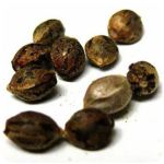 Семена марихуаны АК-47  (Seeds AK-47) в Каневской